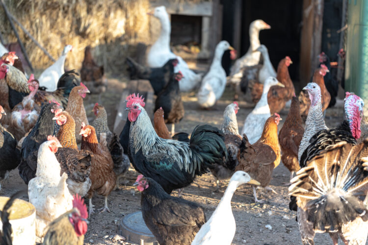 Choosing Chickens and Other Poultry Breeds